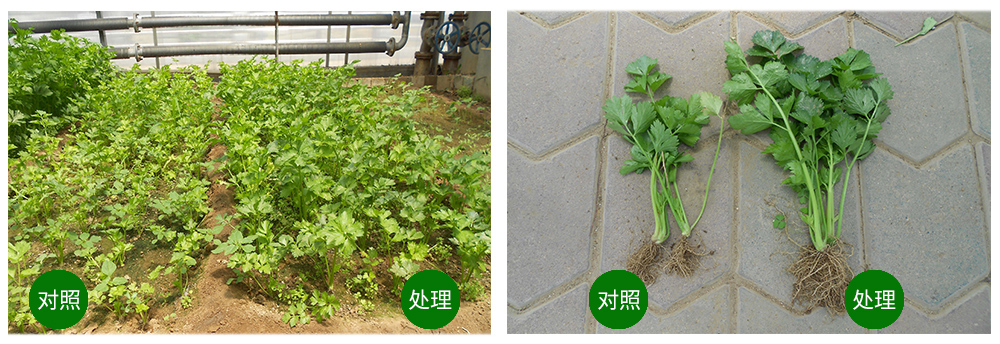 領(lǐng)先生物海葆素讓作物“吃”上深海新?tīng)I(yíng)養(yǎng) 領(lǐng)先生物海葆素讓作物“吃”上深海新?tīng)I(yíng)養(yǎng)